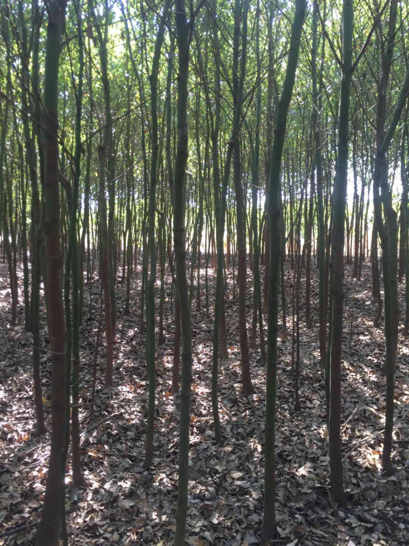 香樟树3公分2.5-3米高一棵12元上车量大从优