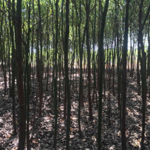 香樟树3公分2.5-3米高一棵12元上车量大从优