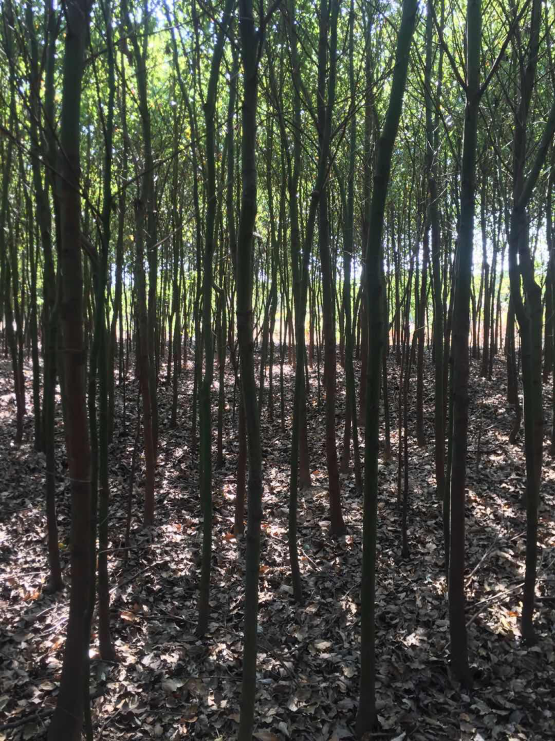 香樟树3公分2.5-3米高一棵12元上车量大从优