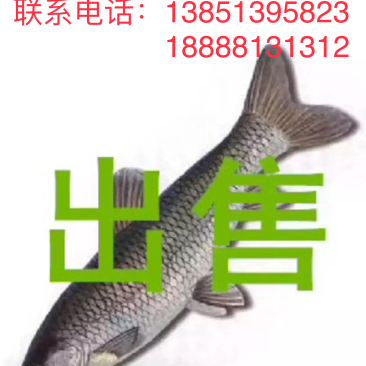 青鱼