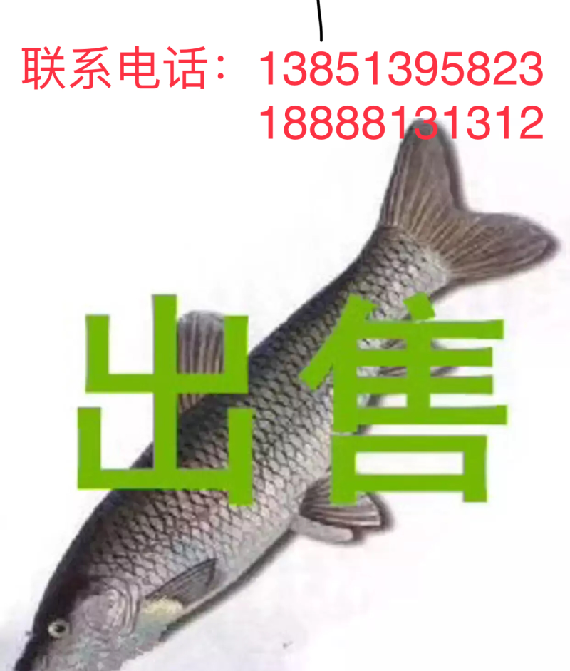 青鱼