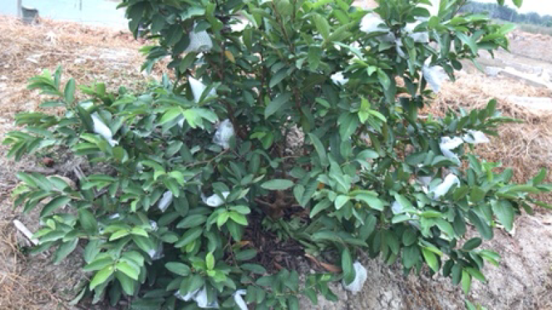西瓜番石榴苗红心芭乐苗