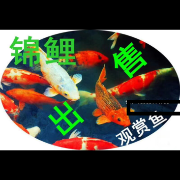 观赏鱼