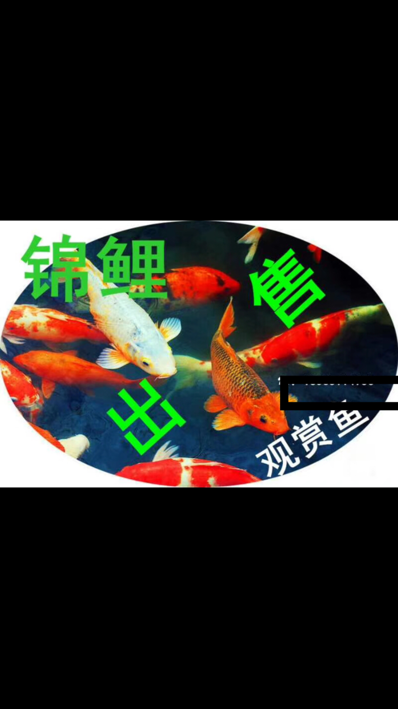 观赏鱼