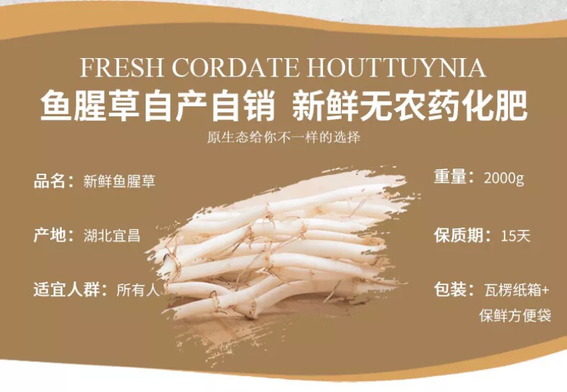 4斤新鲜鱼腥草折耳根新鲜