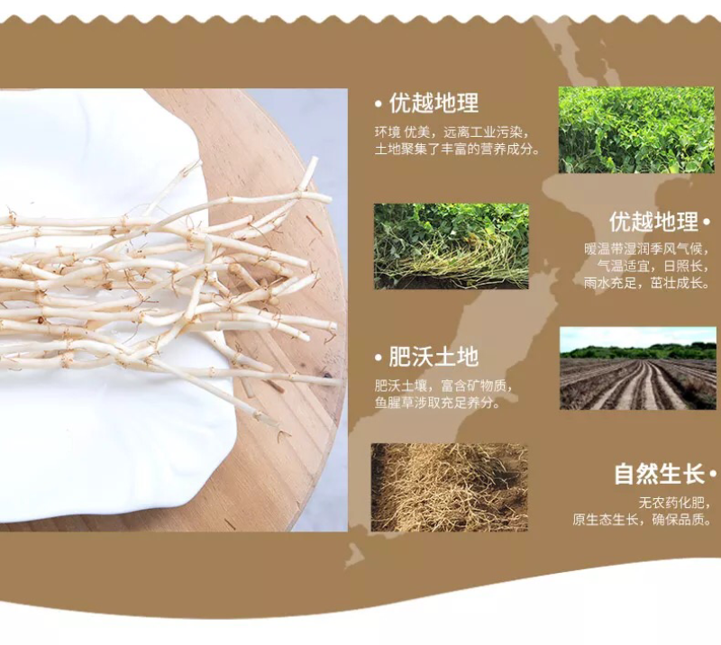 4斤新鲜鱼腥草折耳根新鲜