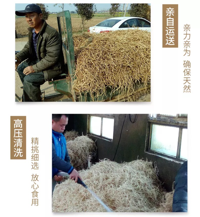 4斤新鲜鱼腥草折耳根新鲜