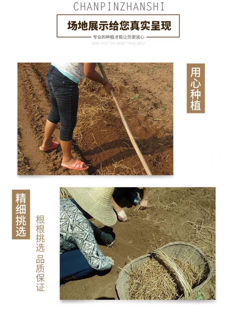 4斤新鲜鱼腥草折耳根新鲜