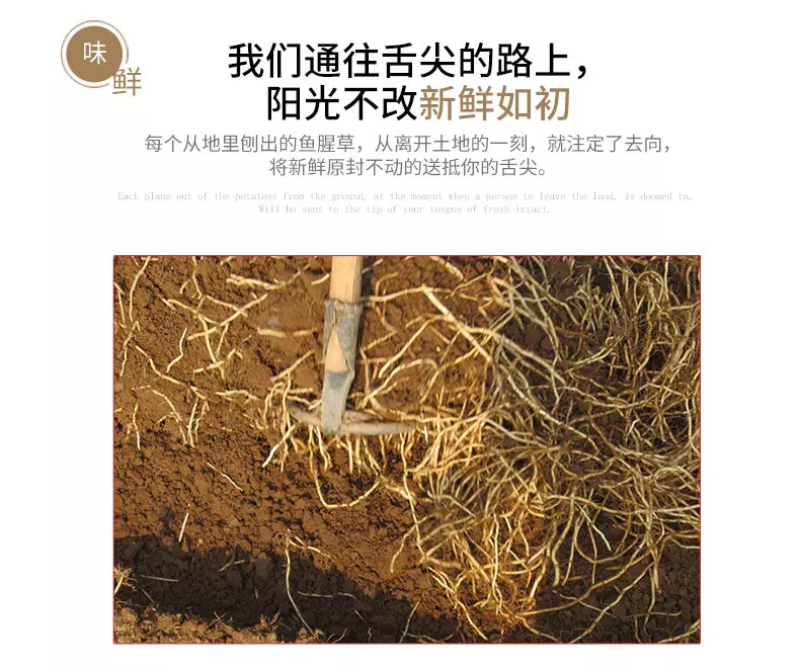 4斤新鲜鱼腥草折耳根新鲜