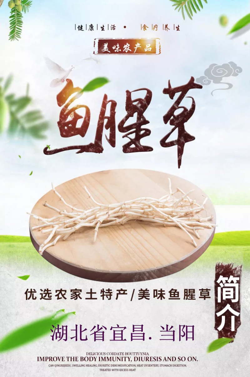 4斤新鲜鱼腥草折耳根新鲜