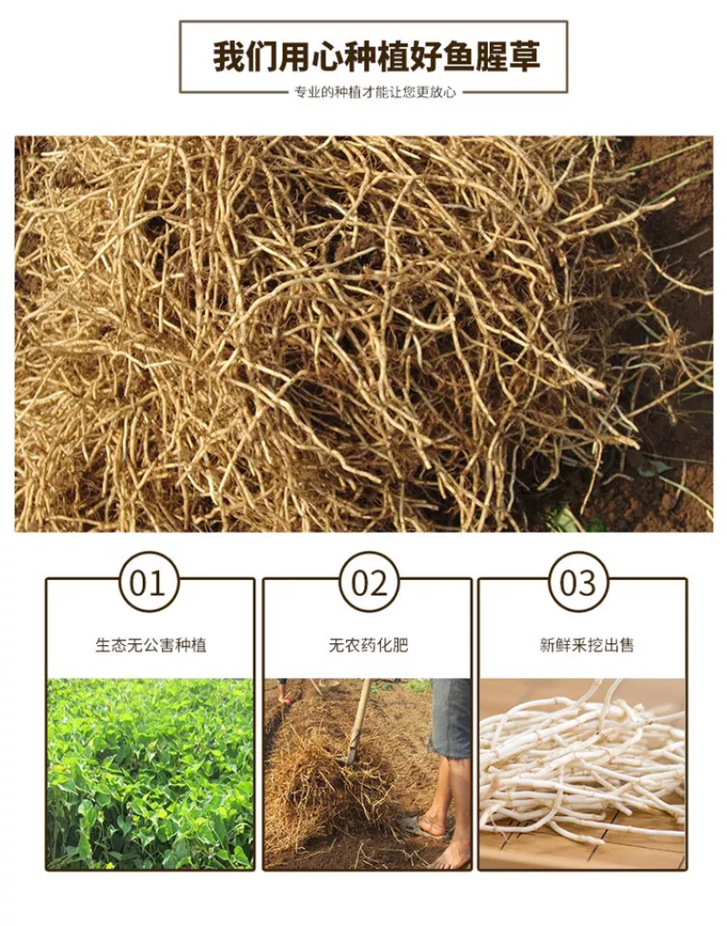 4斤新鲜鱼腥草折耳根新鲜
