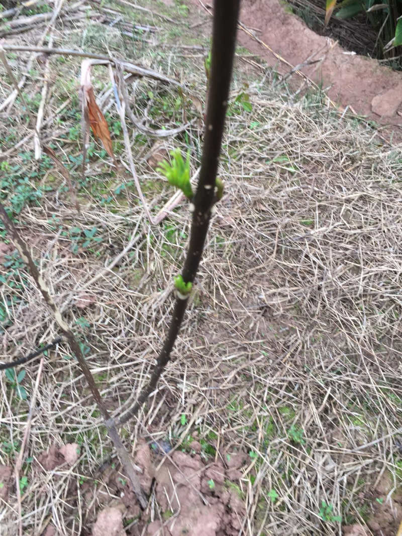 吴茱萸