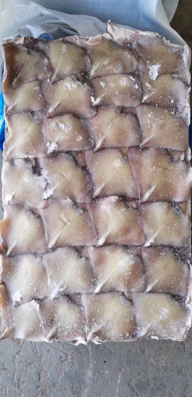 鱿鱼耳