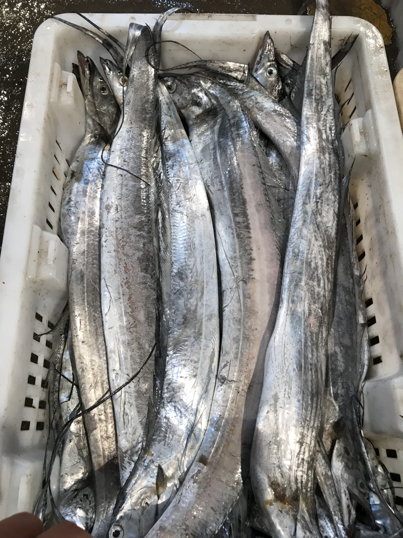 带鱼