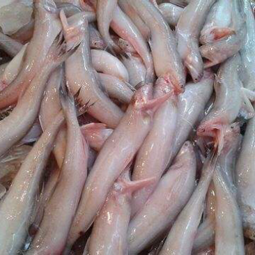 豆腐鱼
