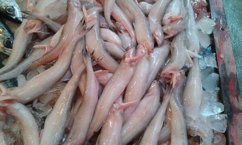 豆腐鱼