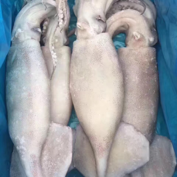 单冻鱿鱼