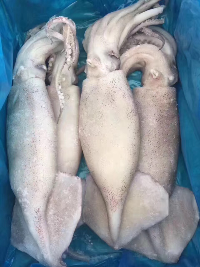 单冻鱿鱼