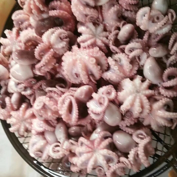 八爪鱼