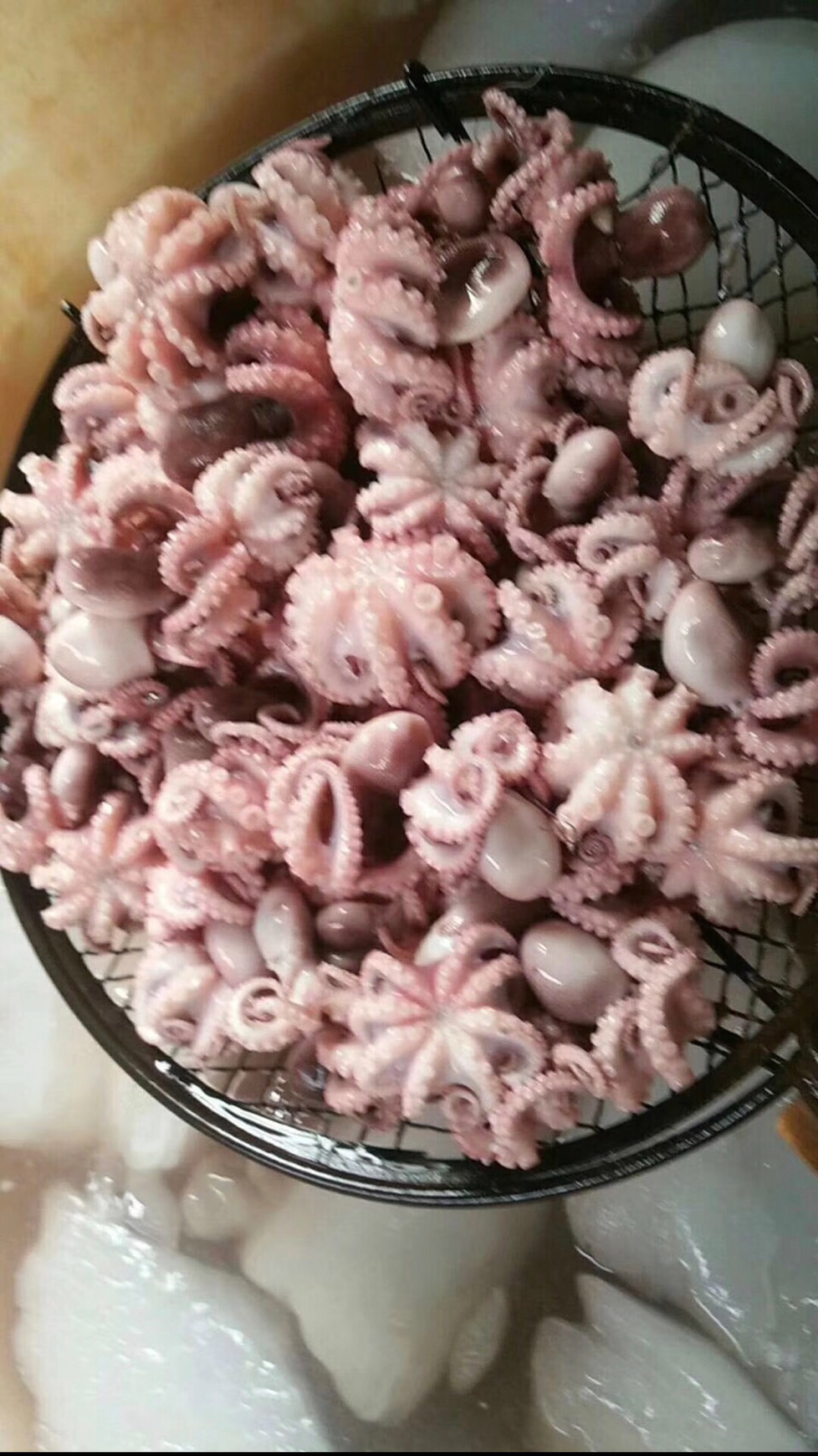八爪鱼