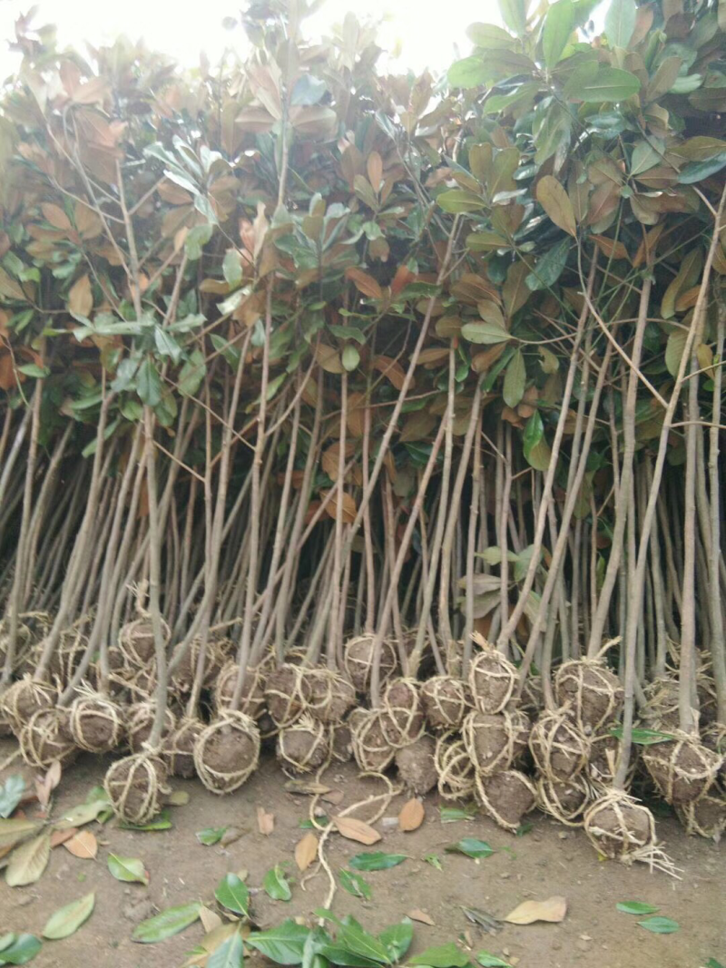 广玉兰玉兰花紫玉兰苗白玉兰苗黄玉兰苗广玉兰树苗