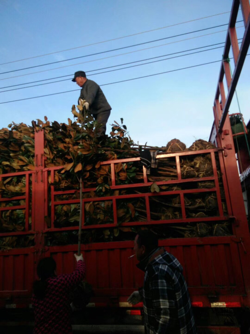 广玉兰玉兰花紫玉兰苗白玉兰苗黄玉兰苗广玉兰树苗