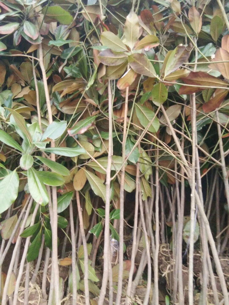 广玉兰玉兰花紫玉兰苗白玉兰苗黄玉兰苗广玉兰树苗