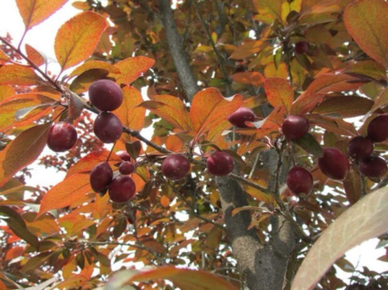 紫叶李树苗红叶李子果树苗绿化苗木风景树庭院地栽植物南北方