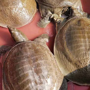 这甲鱼很靓很到位现货有限老板们看上赶紧下单吧