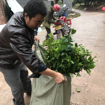 果苗