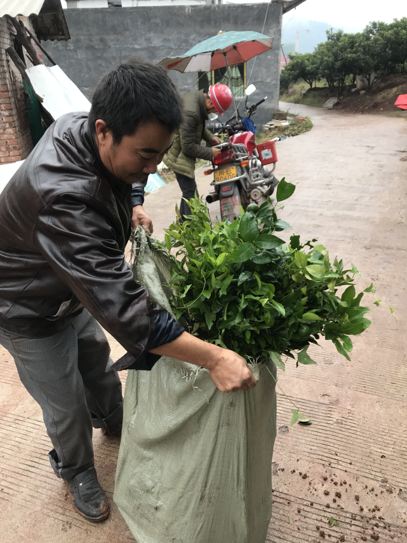 果苗