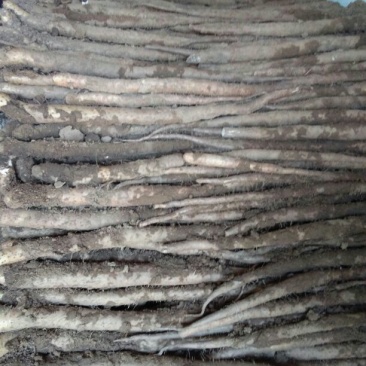 白玉山药2~3厘米25~30厘米一级