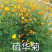 江苏沭阳县，硫华菊种子品质保证欢迎采购，合作共赢
