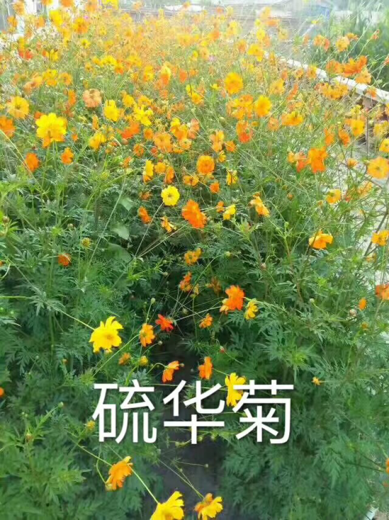 江苏沭阳县，硫华菊种子品质保证欢迎采购，合作共赢
