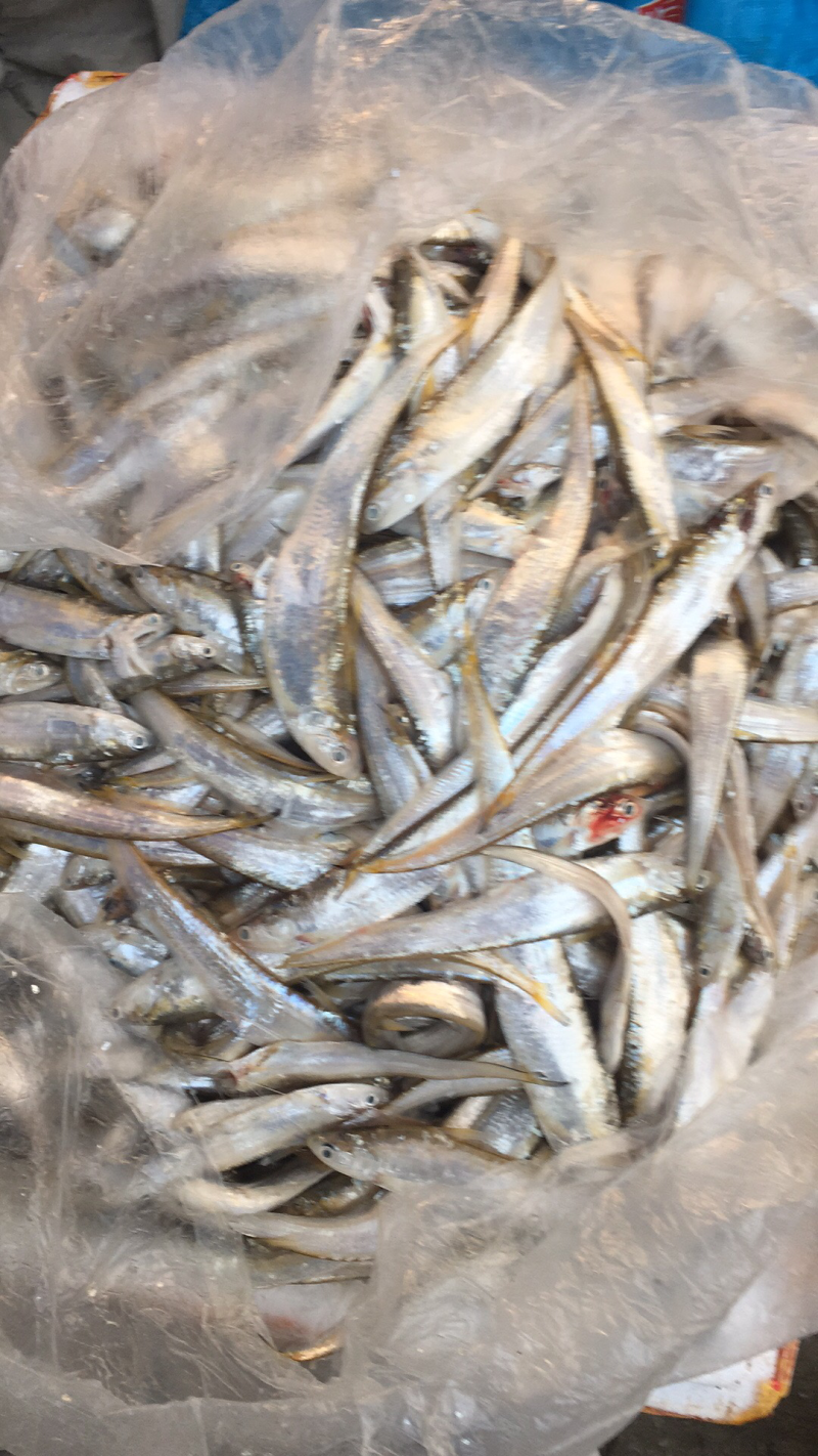 刀鱼..1两以上也有货..