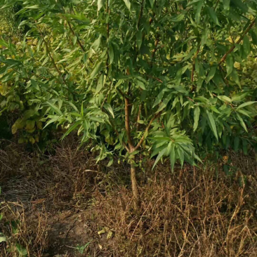 各种规格品种桃树量大