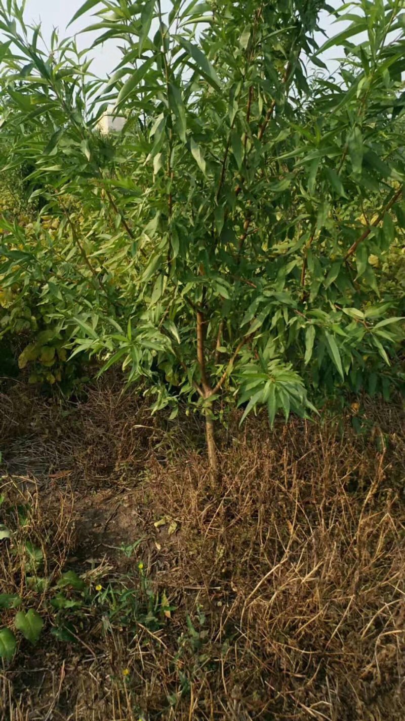 各种规格品种桃树量大