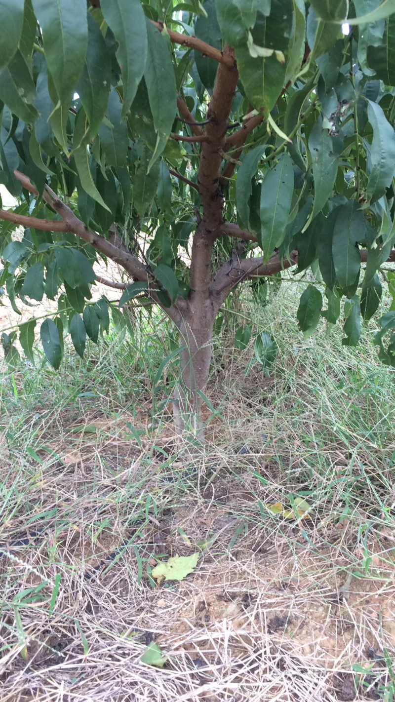 各种规格品种桃树量大