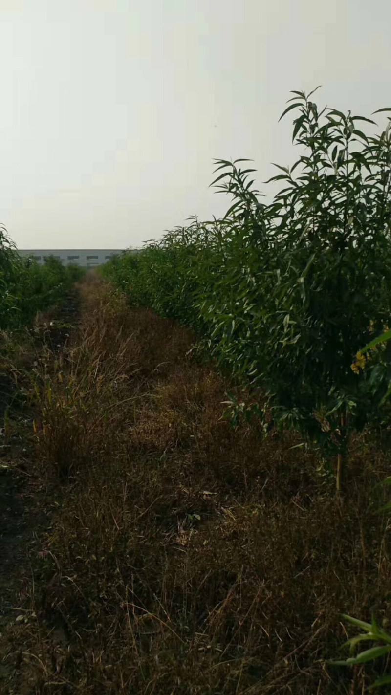 各种规格品种桃树量大