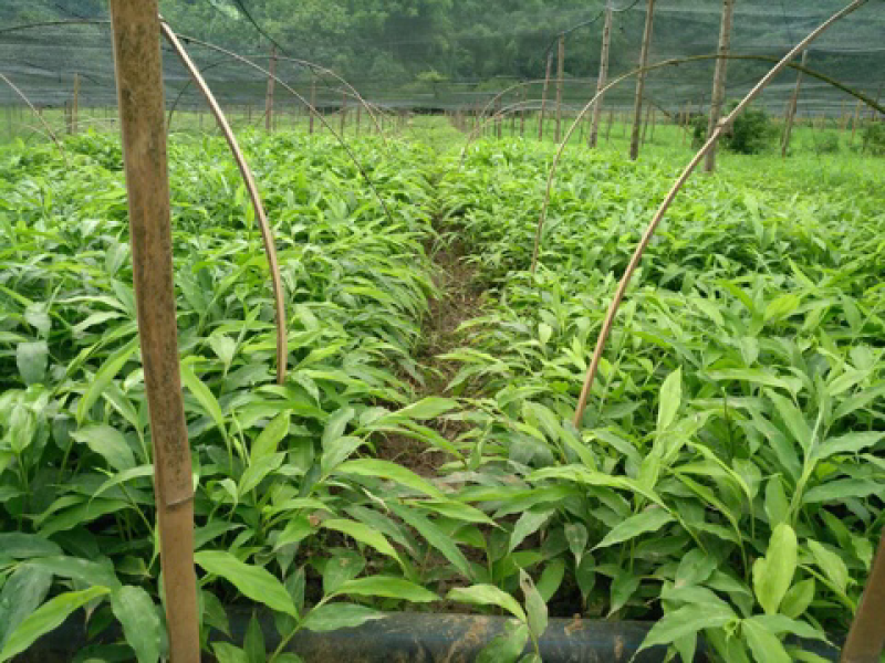 阳春沙仁苗：苗龄一年时间。一株有1米左右，三年挂果