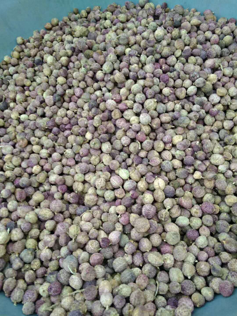 阳春沙仁苗：苗龄一年时间。一株有1米左右，三年挂果