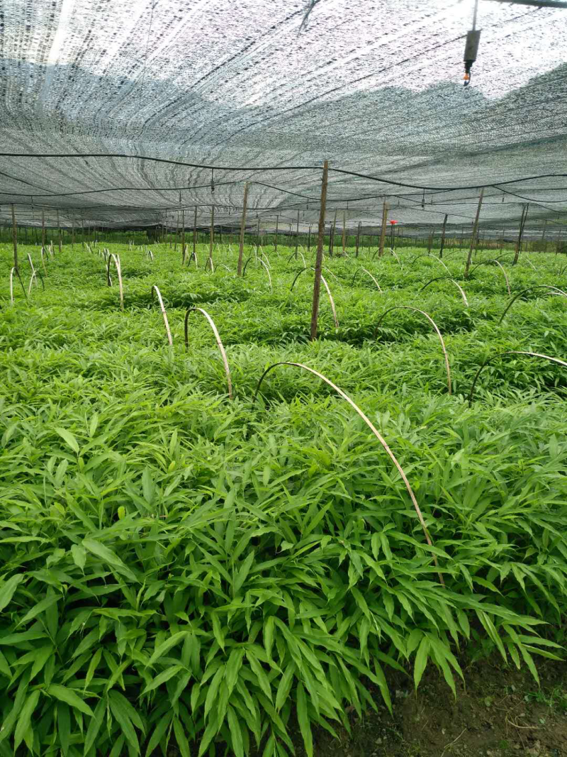 阳春沙仁苗：苗龄一年时间。一株有1米左右，三年挂果
