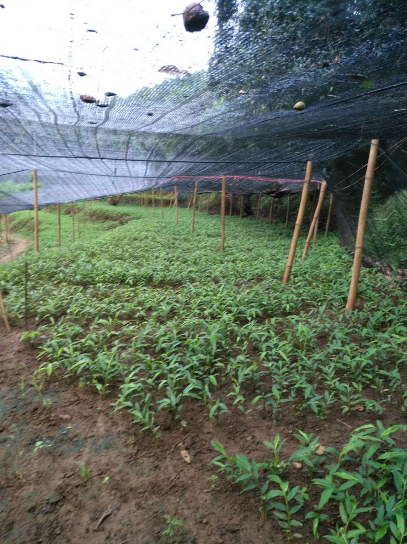 阳春沙仁苗：苗龄一年时间。一株有1米左右，三年挂果