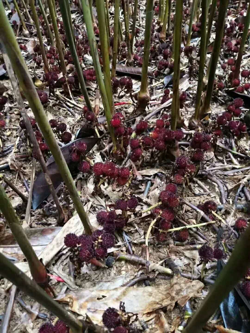 阳春沙仁苗：苗龄一年时间。一株有1米左右，三年挂果