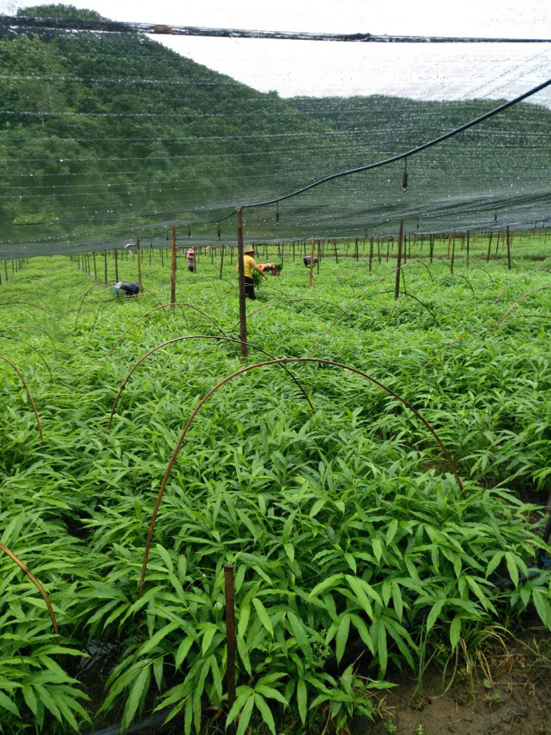 阳春沙仁苗：苗龄一年时间。一株有1米左右，三年挂果