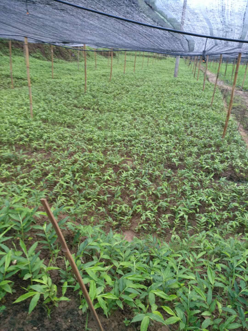 阳春沙仁苗：苗龄一年时间。一株有1米左右，三年挂果