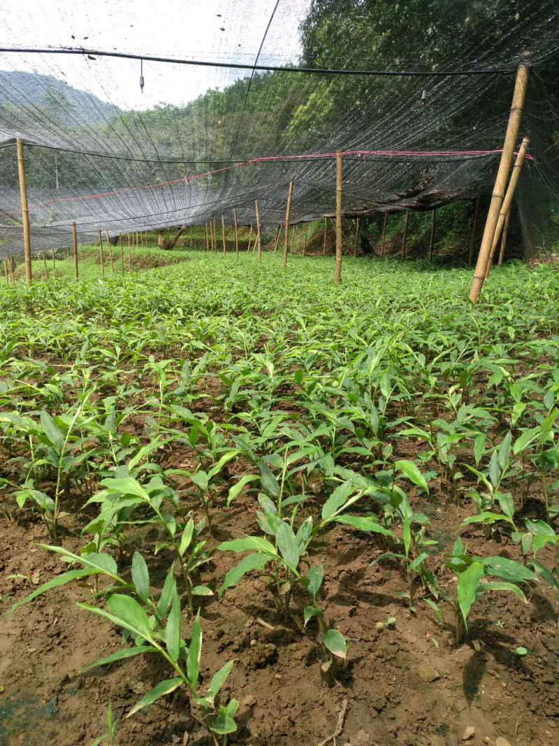 阳春沙仁苗：苗龄一年时间。一株有1米左右，三年挂果