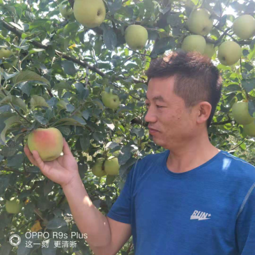 水蜜桃苹果苗D：0.8cmH：1.2m苹果树苗