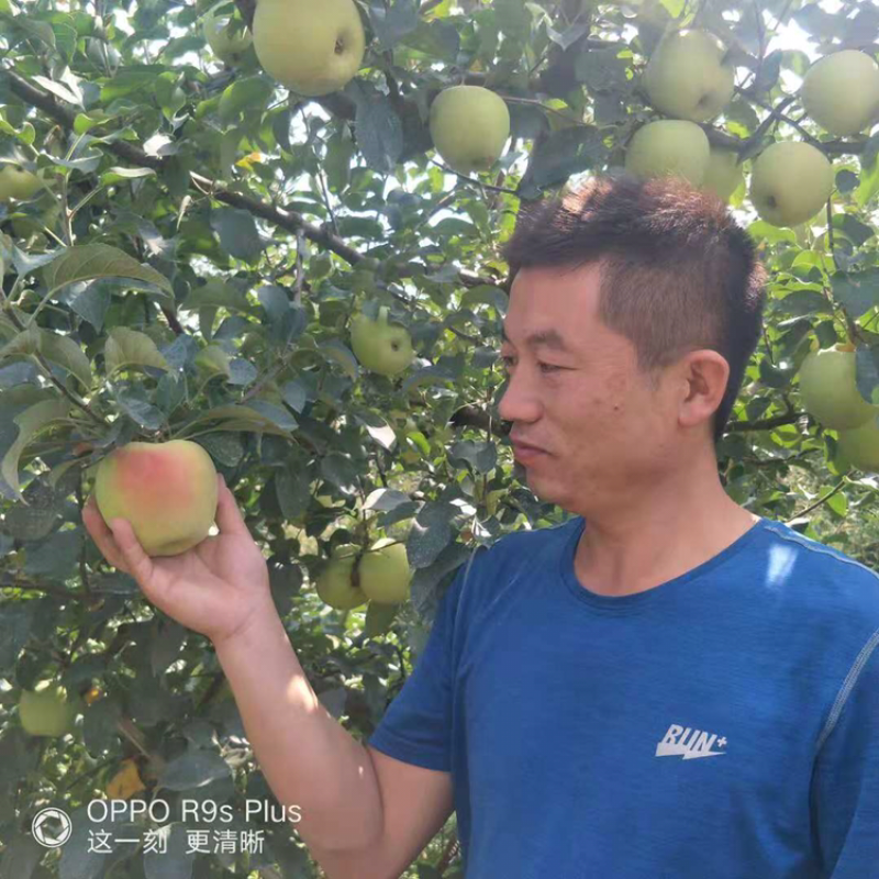 水蜜桃苹果苗D：0.8cmH：1.2m苹果树苗