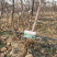 水蜜桃苹果苗D：0.8cmH：1.2m苹果树苗
